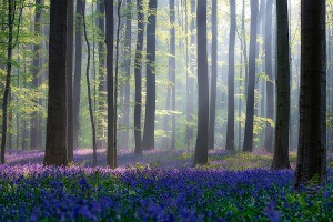 lesne kvety - kópia